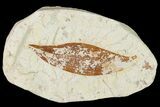 Miocene Fossil Leaf (Cinnamomum) - Augsburg, Germany #139269-1
